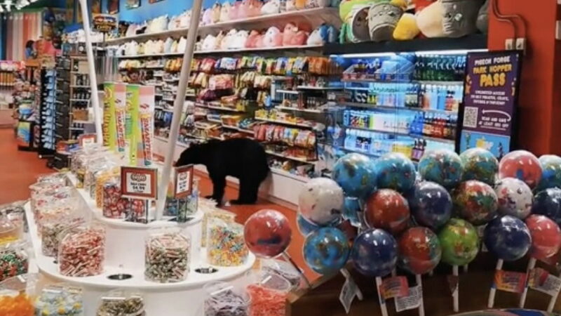 WATCH: Bear Raids Candy Shop in Tennessee