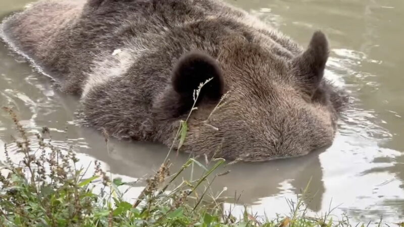 WATCH: Brown Bear Practices Holding Its Breath Underwater