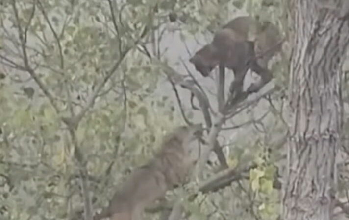 WATCH: Coyote and Bobcat Battle in a Tree