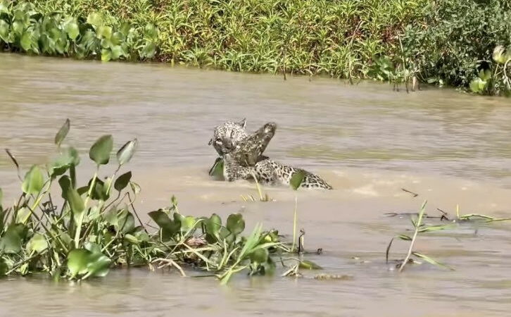 WATCH: Epic Battle of Jaguar vs. Caiman in Broad Daylight