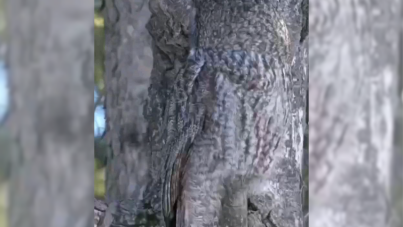 WATCH: Hidden Owl Reveals Itself, Shows off Striking Camouflage