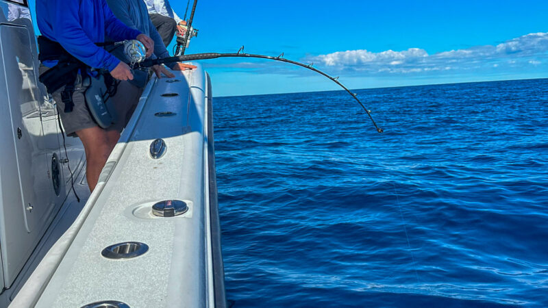 Watch: Huge Mississippi Swordfish Just Misses State Record