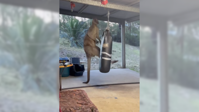 WATCH: Kangaroo vs. Punching Bag . . . in a Garage?