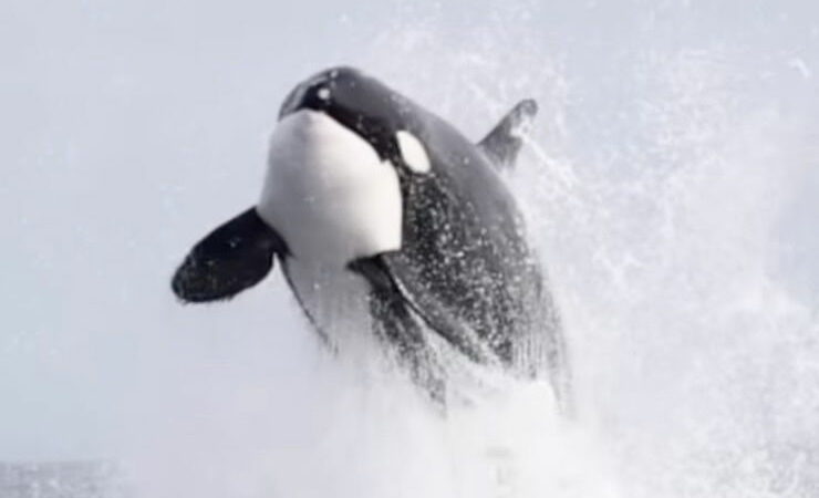 WATCH: Massive Orca Explodes From the Sea While Hunting