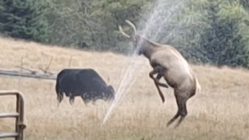 WATCH: ‘Oddball’ the Elk Just Wants to Have Fun (and Be a Cow)