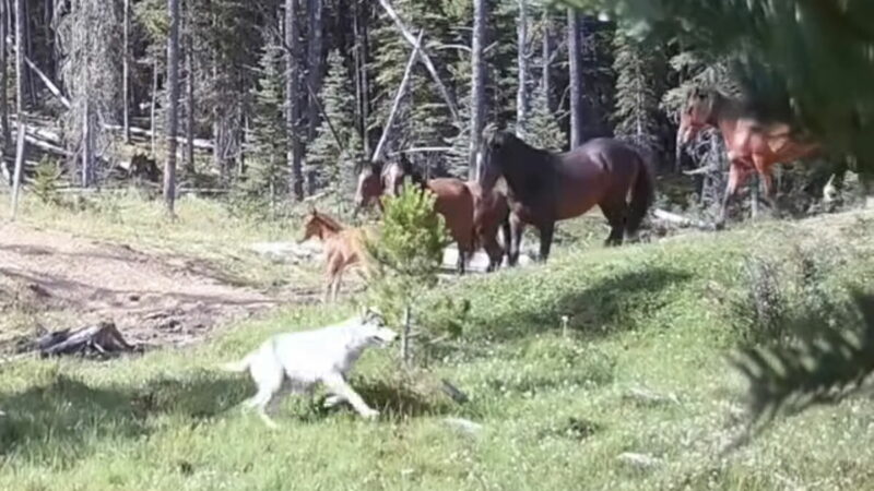 WATCH: Wild Horse Herd vs. Wolf Pack