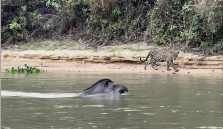 WATCH: Will This Tapir Become a Jaguar’s Lunch?