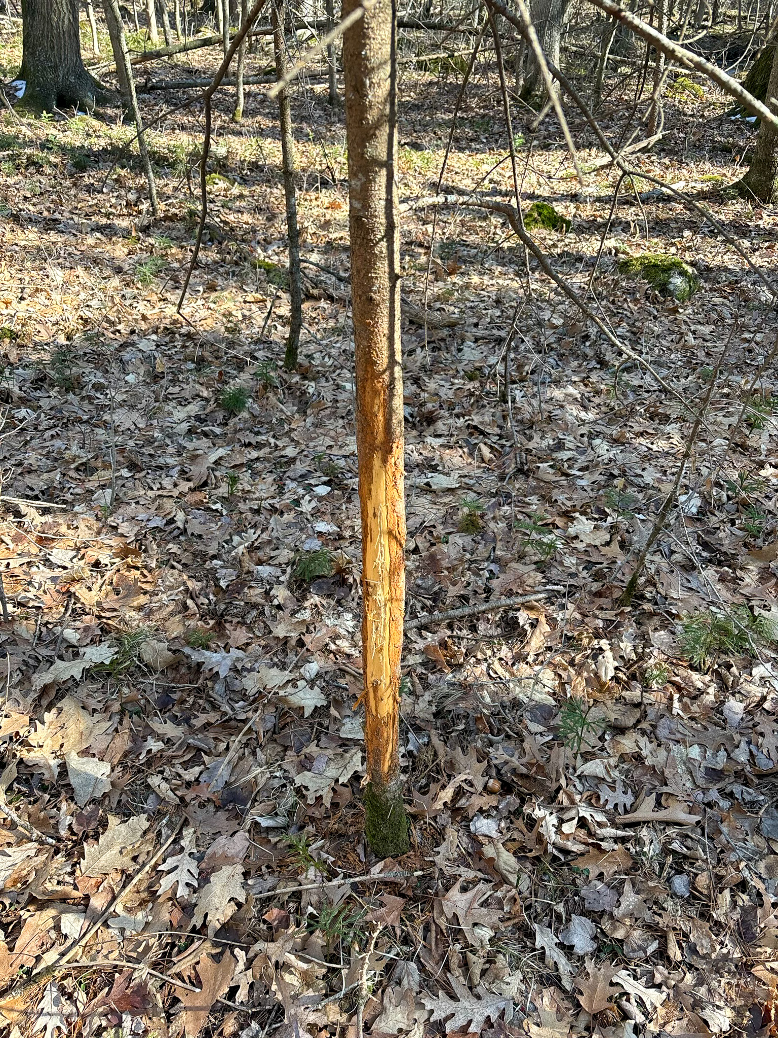 A tree trunk with a buck rub on it.