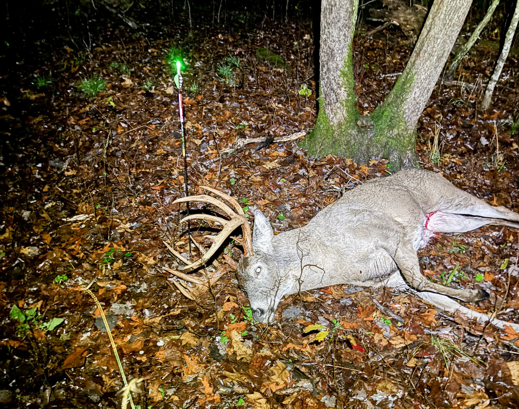 A big buck in the leaves with an arrow in the ground.