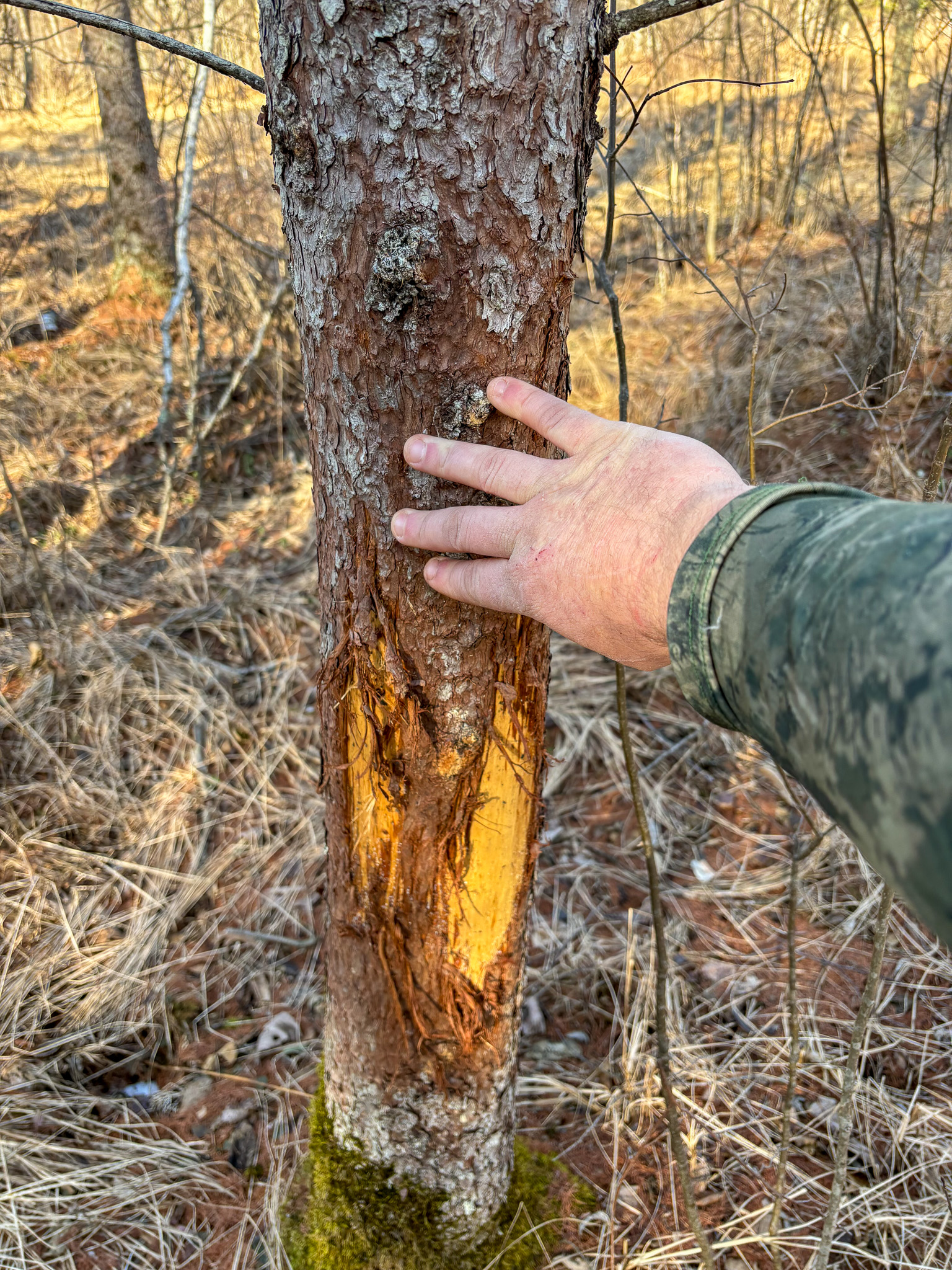 A scrape on a tree.