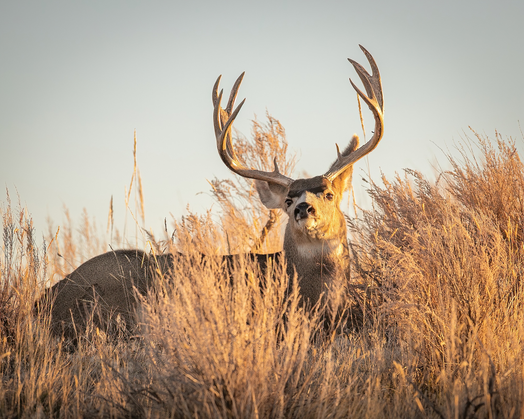 A bedded mule deer buck hears a call.