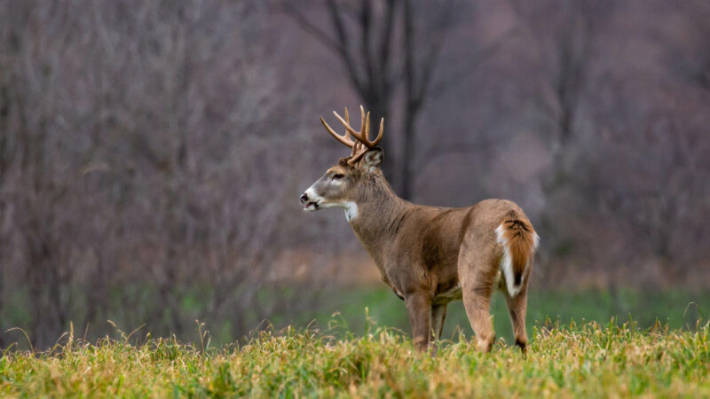 When and How to Use a Grunt Tube to Call in Deer