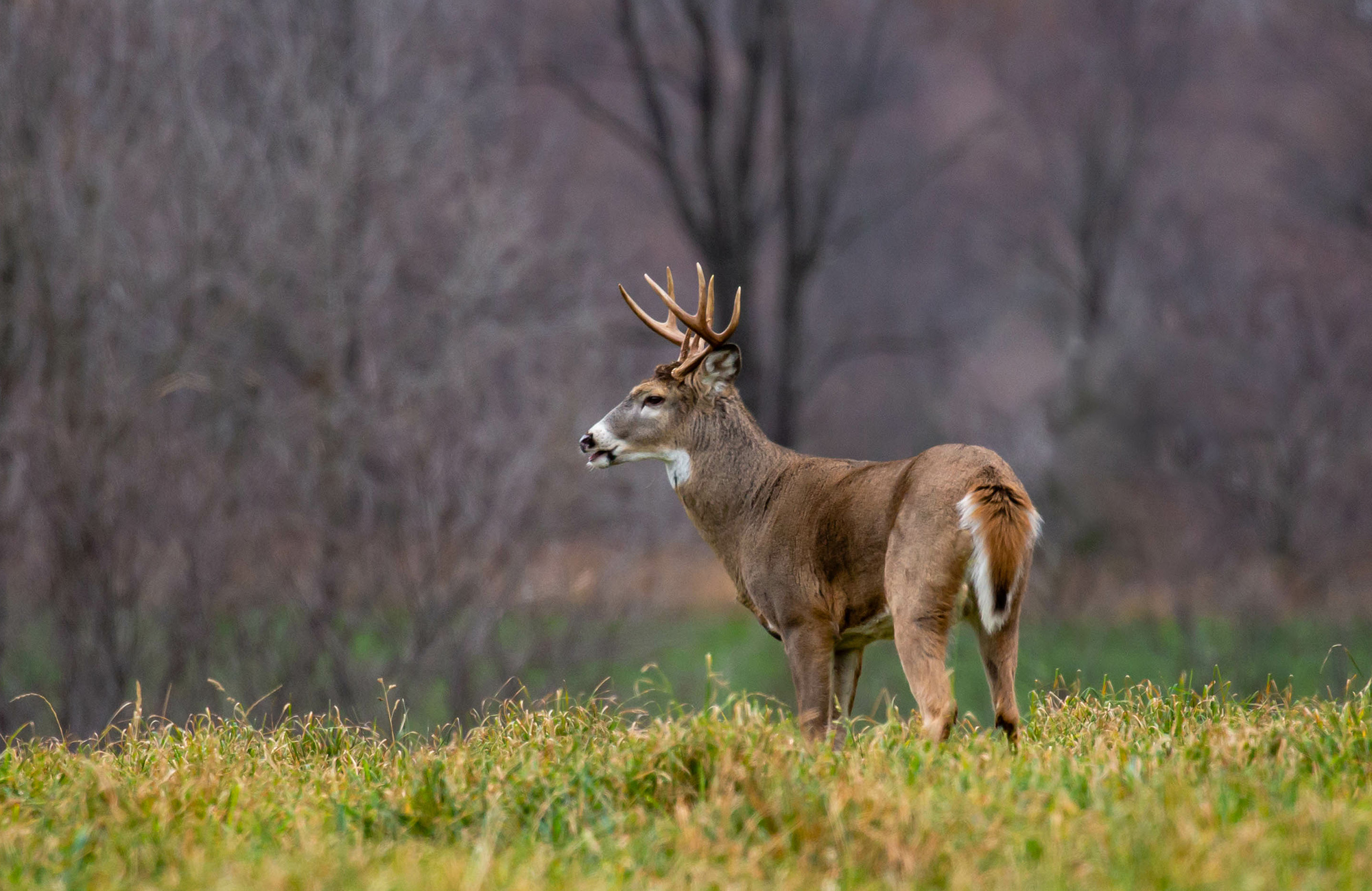 A buck grunts during the rut.