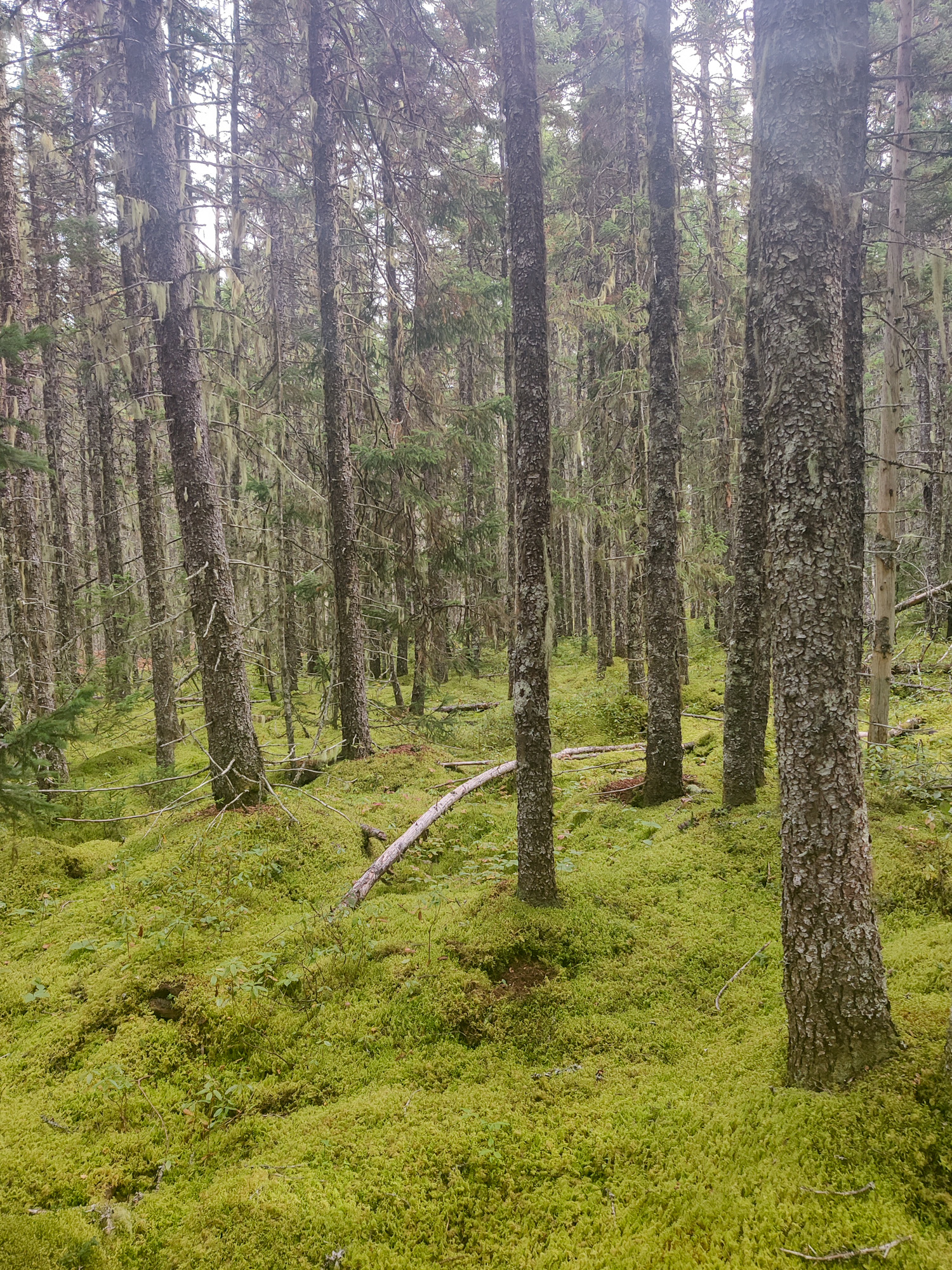 Tamarack in Newfoundland.