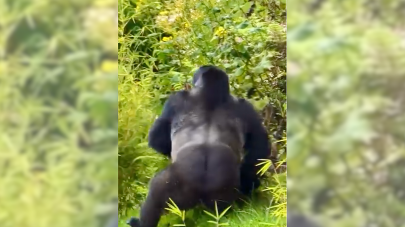 Whoops! Silverback Gorilla Is Mighty, But the Ground Is So Slippery