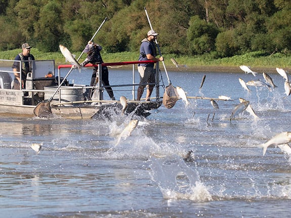 Why carp stop short of Chicago: dirty water? – Outdoor News