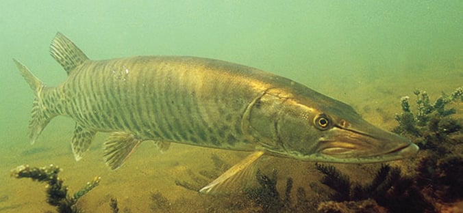 WI Daily Update: Muskies and the magic number of 40 when it comes to water temperatures – Outdoor News