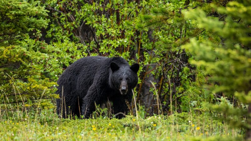 WI Daily Update: Report black bear den locations this fall and winter – Outdoor News