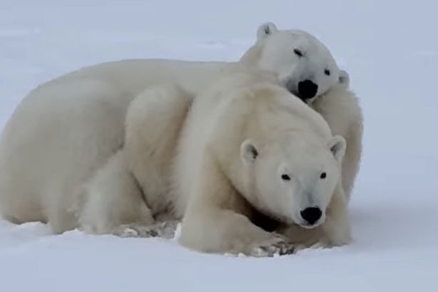 Wild Polar Bears Snuggling Will Make Your Day Better (Video)