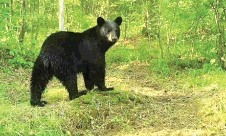 Wisconsin bear hunters see a big rebound in harvest from poor 2023 season – Outdoor News