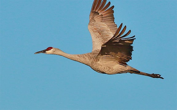 Wisconsin’s sandhill crane hunt future rests with legislators – Outdoor News