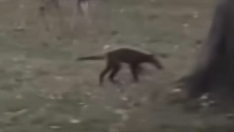 Woman Spots Freaky Mystery Animal in West Virginia—What Is It?