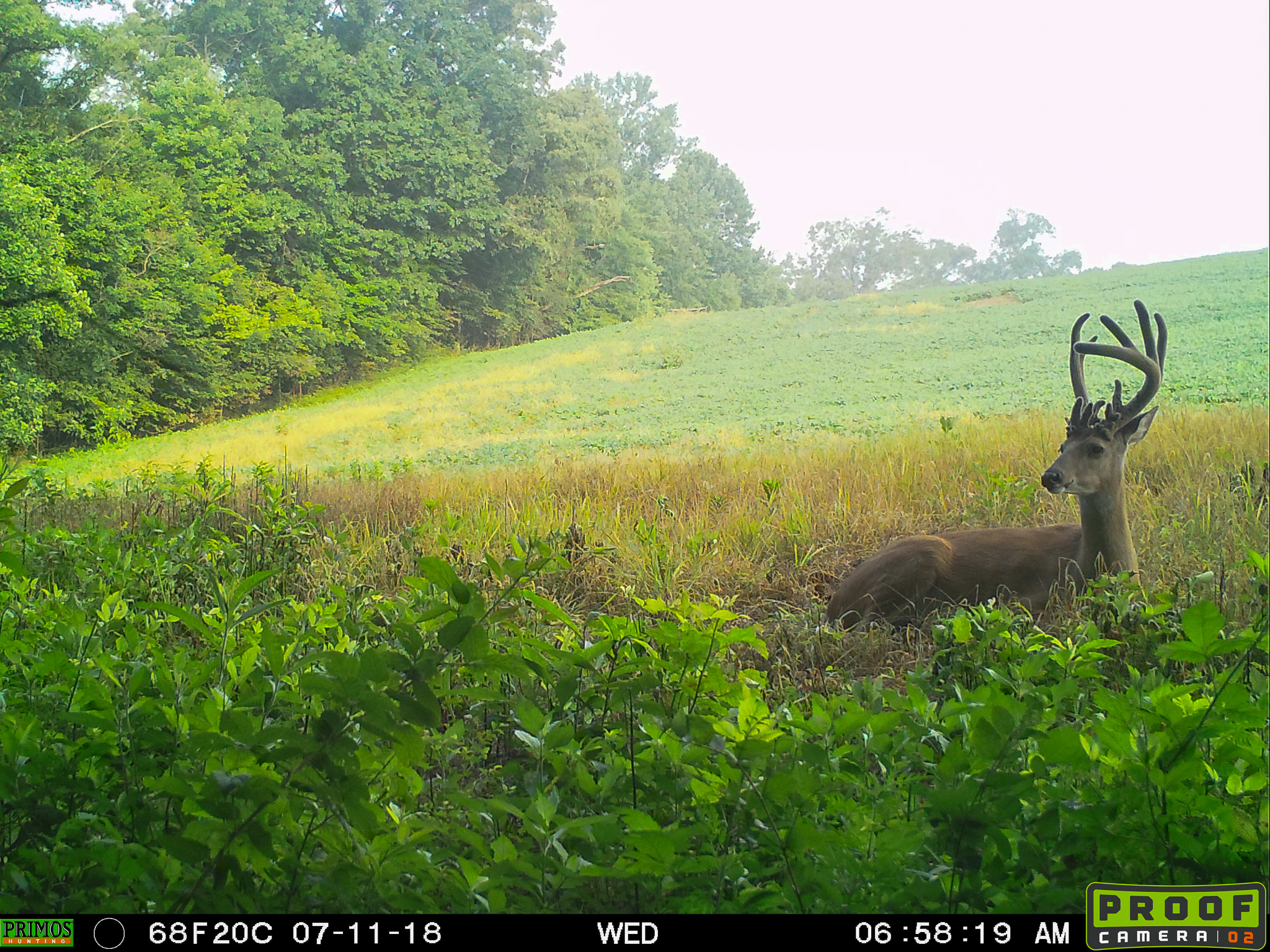 a trail cam photo of a nontypical buck in velvet embedded