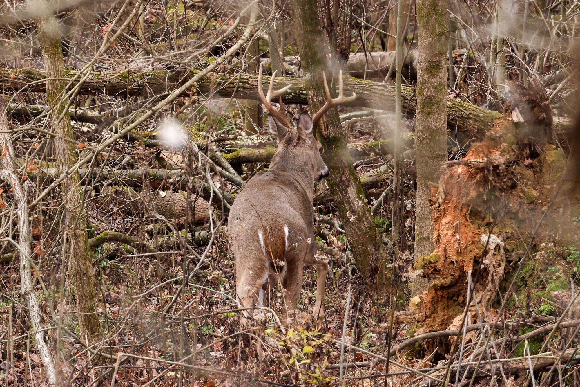 A big buck in thick underbrush