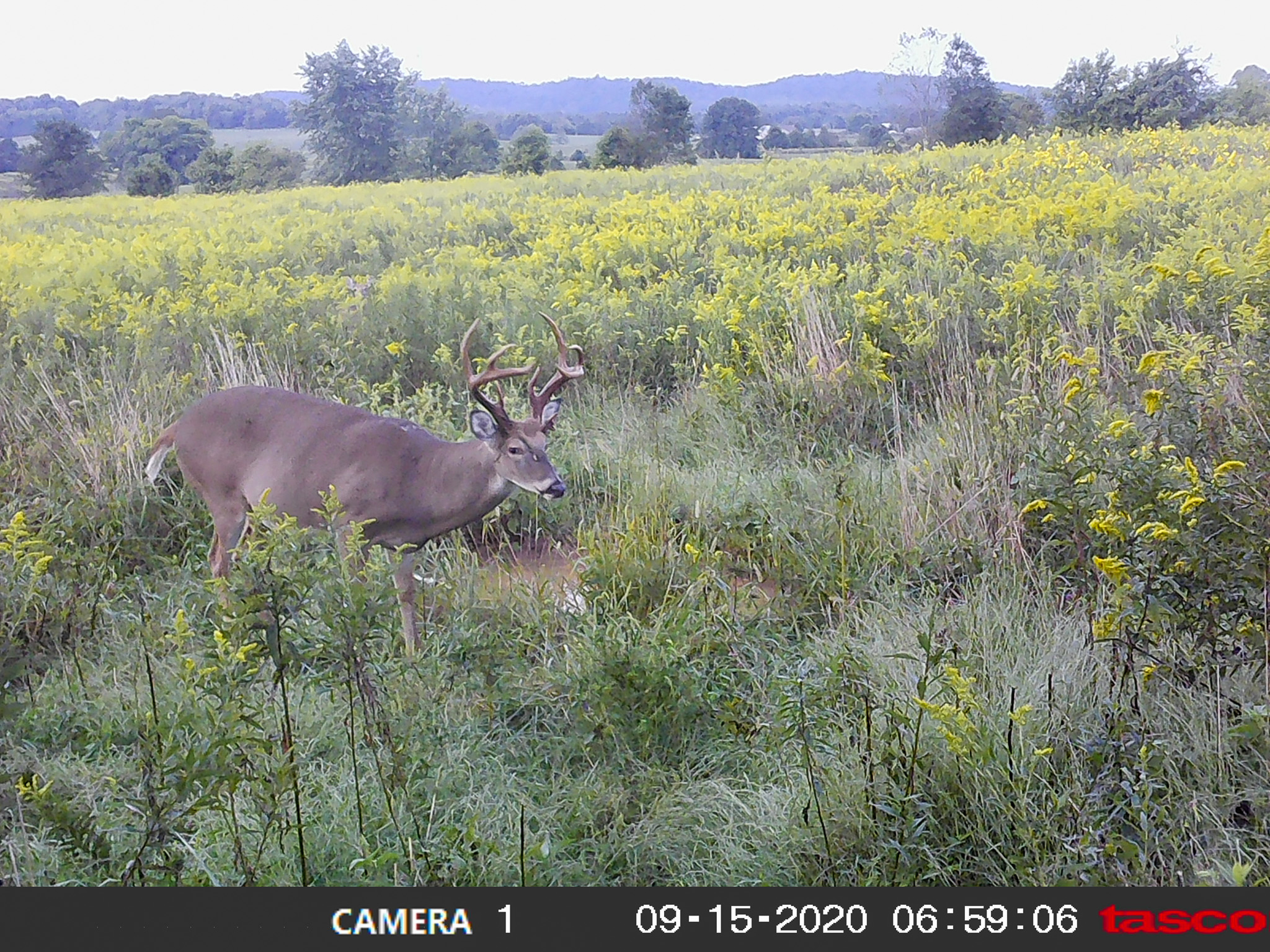 A trail cam photo of an old buck