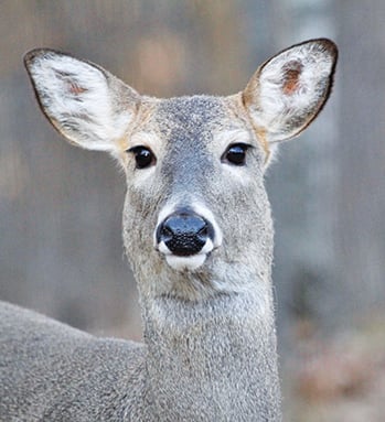 A large buck-doe harvest gap in Minnesota this year – Outdoor News