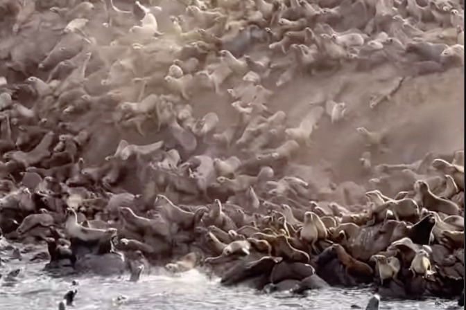 A ‘Sea Lion Avalanche’ Is the Weirdest Thing You’ll See Today