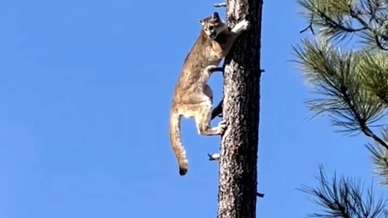 A Very Big Kitty Gets Too Far up a Tree (Video)