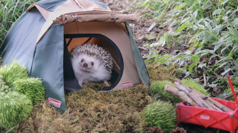 Adorable Photos of a Hedgehog Camping Will Make Your Day