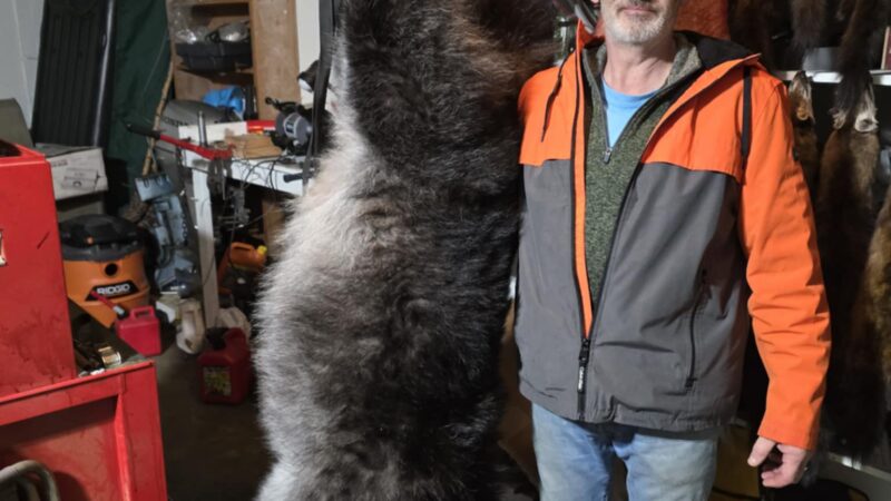 Alaska Trappers Catch One of the Biggest Wolves Ever Recorded