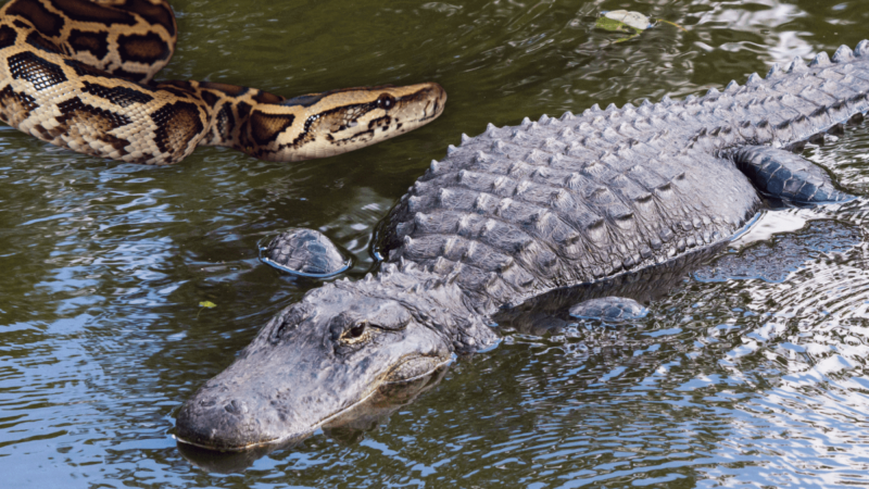 Alligator Drags Gigantic Python Through Everglades (Viral Video)