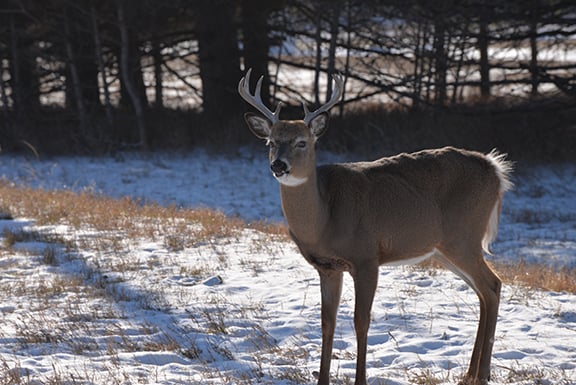 Avoid these common mistakes to fill your whitetail tag in the last few days of the archery season – Outdoor News