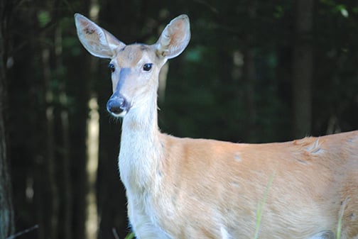 Ben Moyer: Merits of a longer, limited deer season in Pennsylvania – Outdoor News