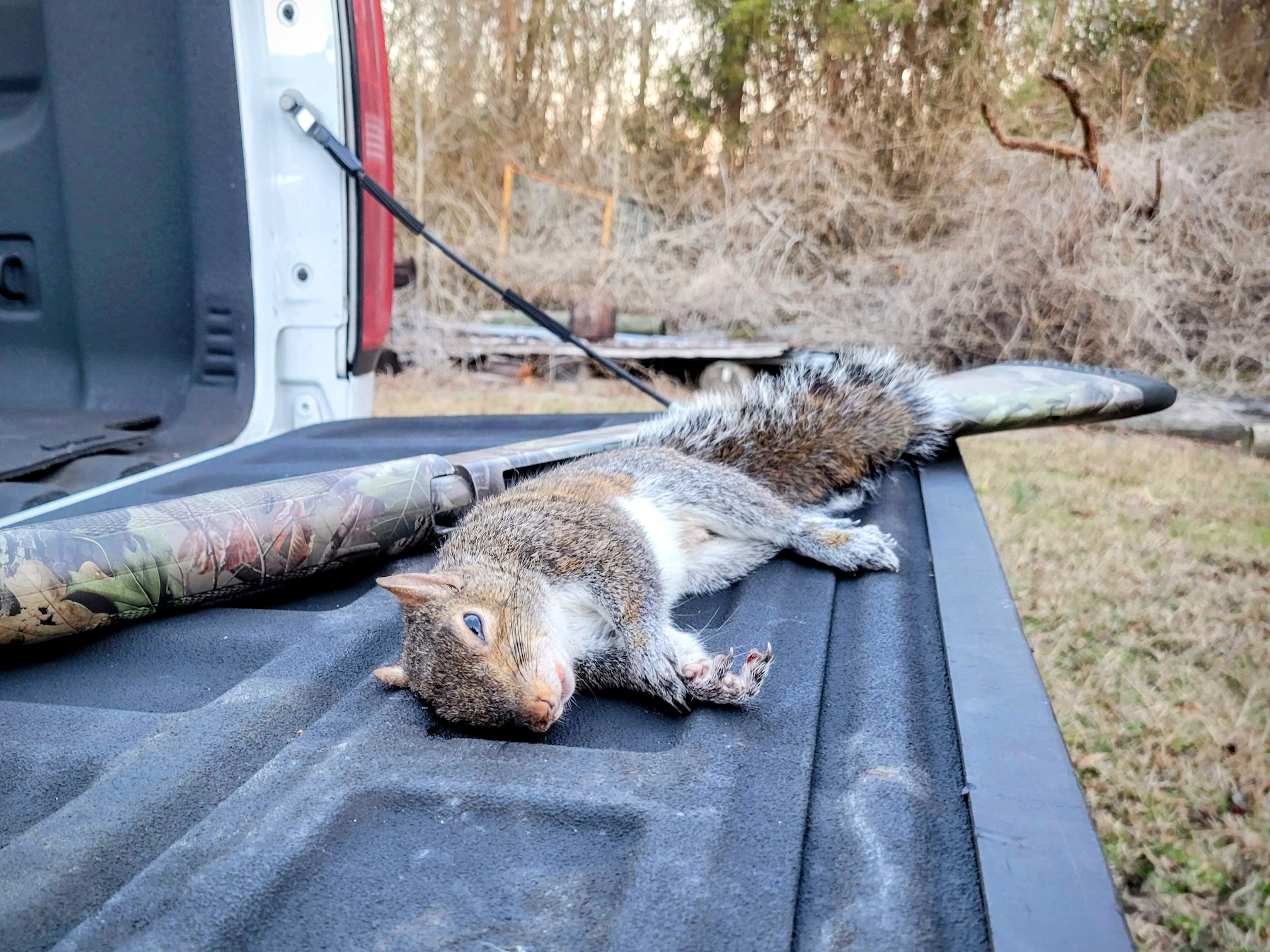 A squirrel lays next to a shotgun on a pickup truck tailgate.