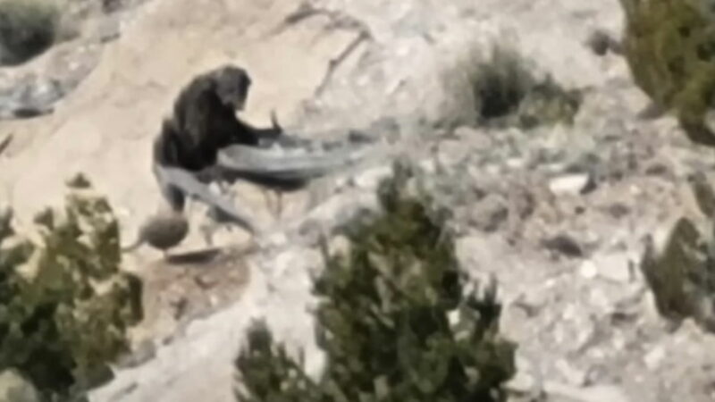 Bigfoot Sighting in Navajo Nation Begs Question: What’s out There?