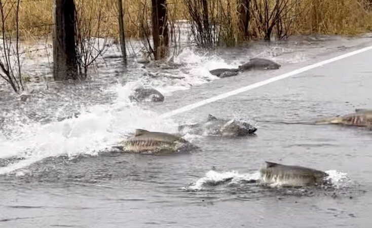 Bizarre Video Shows Salmon Crossing a Road in Washington State