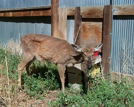 Bob Gwizdz: Biologists worry CWD will be a long-term issue in Michigan’s deer herd – Outdoor News