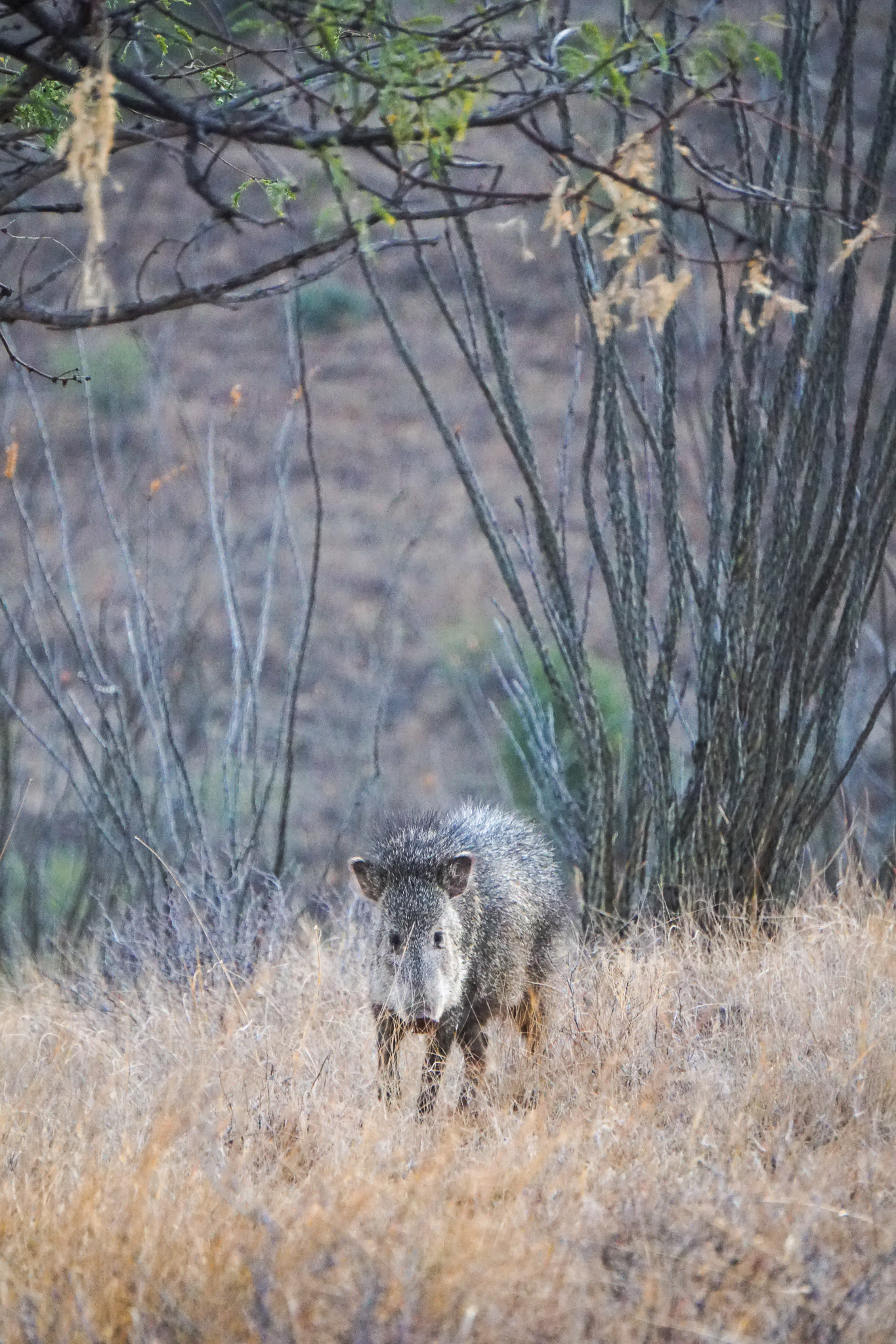 A wild javelina in Arizona