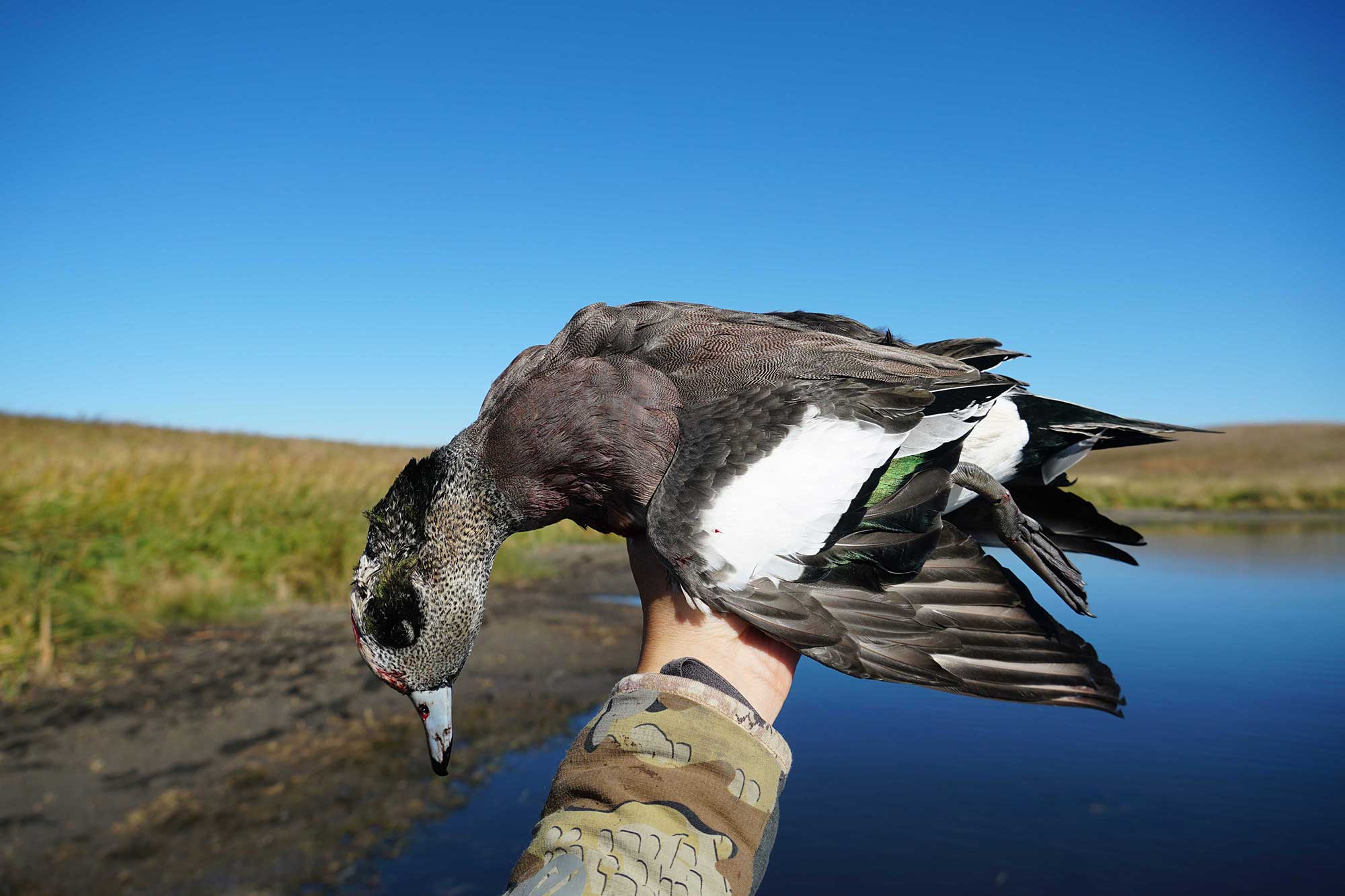 wigeon