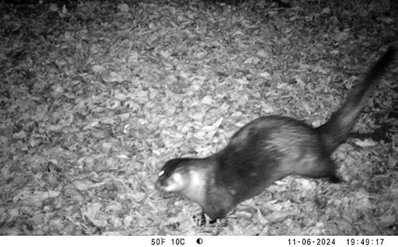 Camera shy otter snapped for first time after 15 years of monitoring in Illinois – Outdoor News