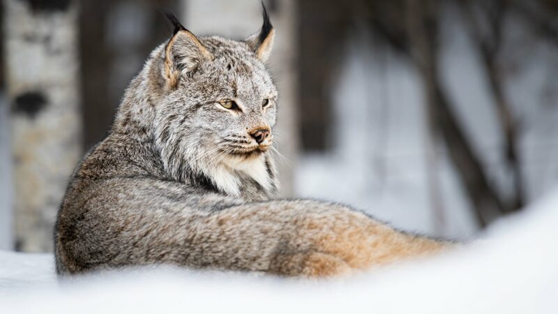 Canada lynx proposed for new habitat protections in U.S. southern Rockies – Outdoor News