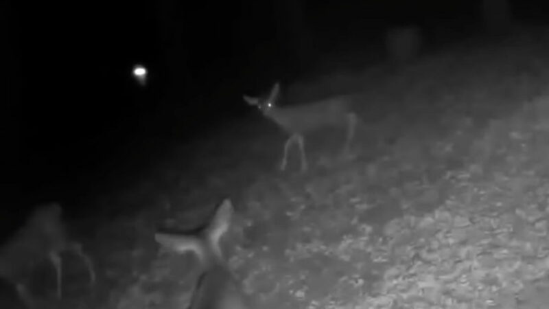 Caught on Trail Cam: Deer Attack Glowing Orb (But What Is It?!)