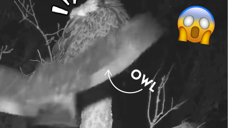 Caught on Trail Cam: Owl Attacks Sleeping Eagle Then Flies Away