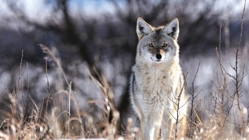 Colorado officials are hunting a coyote that attacked and injured a 4-year-old girl – Outdoor News