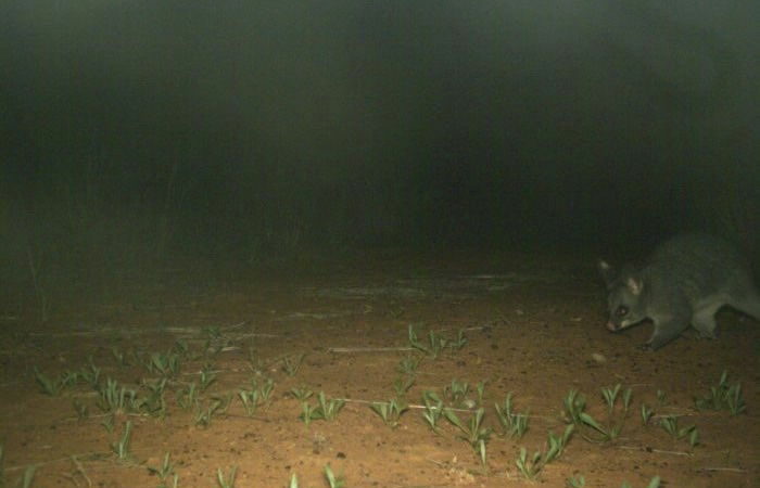 Creature Spotted in Queensland Sanctuary Is First in a Decade