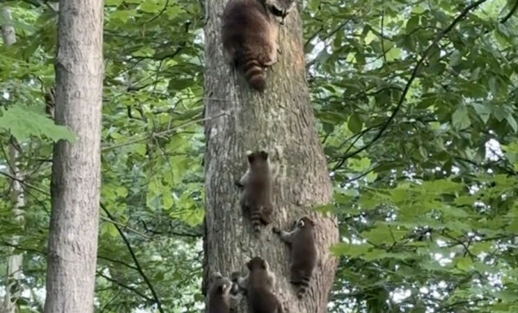 Cute Video of Baby Raccoons Climbing Tree Has 14 Million Views